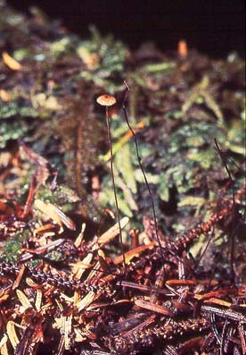 Marasmius androsaceus